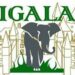 THE POSITION OF UKOMU IGALA ORGANIZATION ON CONSENSUS CANDIDATE FOR THE NOVEMBER 2023 ELECTIONS.