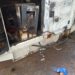 BREAKING: Suspected ‘Abu Odoma boys’ set Maikano Diesel Generator donated by Muri ablaze overnight at Idah LG