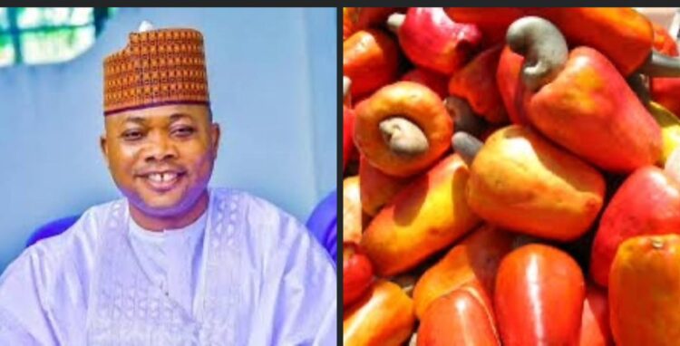 We’re Suffocating—Kogi state Cashew Farmers , Buyers Plead Ododo Over Multiple Taxation, Harassment.